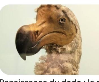 Dodo