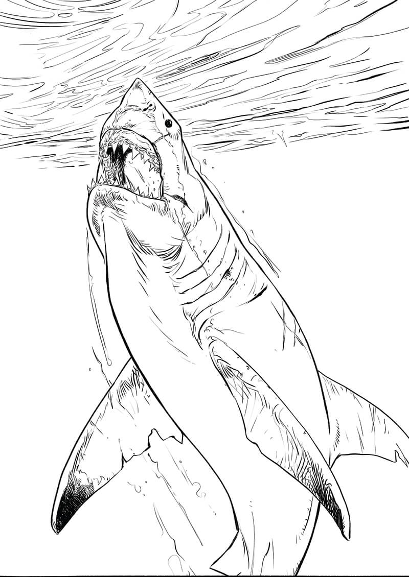 megalodon 9782731630176_xl