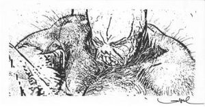 Signet Bulrog - signé par Loisel - 12x22