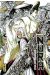 Nura, le seigneur des yokai tome 13