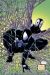 Deadpool - retour au noir