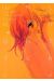 walkin' butterfly tome 2