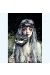 Affiche Favole N°10 Lady of sorrow ; Francès ; 50x70
