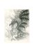 Affiche Crayonné Dragon ; Ledroit ; 40x50