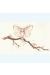 Affiche Fée sur branche ; Ledroit ; 20x30