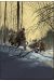 Affiche Les hommes - Loisel - Tripp - 500ex. - 50x70