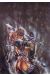 Affiche gremlin ; Royo ; 50x70