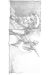 Signet Bragon - signé par Loisel - 13,5x31